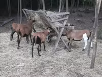 公羊, Cameroon sheep — 照片 4
