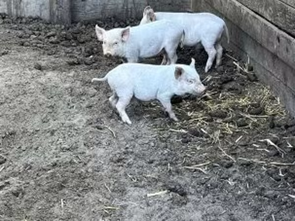नर सूअर, Вьетнамская вислобрюхая