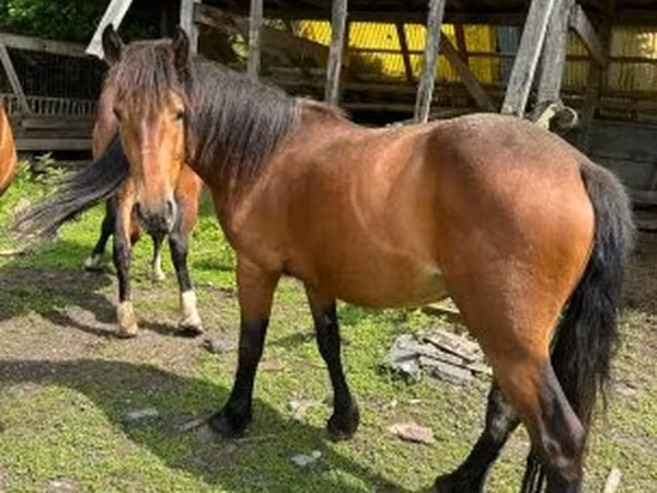 Mare, Međimurje horse