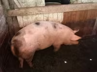 Säue, Schweine — Foto 2