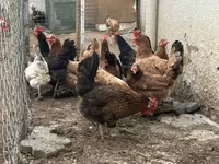 Chickens — الصورة 2