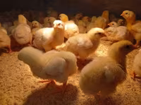 Chickens — photo 3