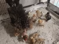 Guinea fowl — foto 7