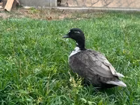 Ducks — foto 2