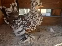 Chickens — फ़ोटो 1