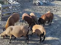كبش, Cameroon sheep — الصورة 5