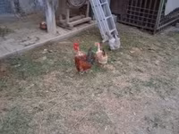 Danish hen — photo 1