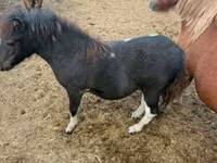 公马, Horses — 照片 4