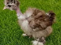 Poule soie — photo 5