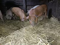 Boar, Pigs — photo 2