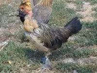 Chickens — zdjęcie 3