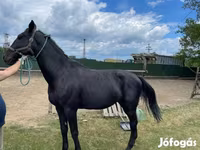 Hengst, Nonius horse — Foto 6
