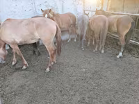 Yegua, Horse breed — foto 3
