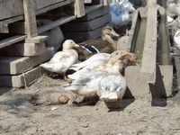 Ducks — الصورة 2