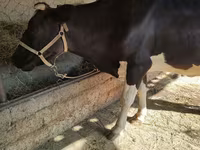 Tehén, Holstein fajta — 3. fotó