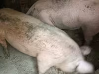 母猪, Pigs — 照片 1