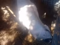 मादा सूअर, सूअर — फ़ोटो 3