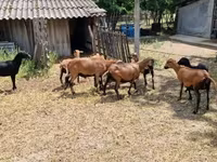 Widder, Cameroon sheep — Foto 6