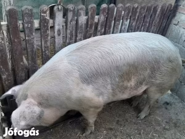 Schweine (Partie, Geschlecht nicht angegeben), Schweine