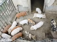 Pigs (batch, sex not specified), Вьетнамская вислобрюхая — photo 1