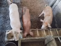 Sow, Pigs — photo 3