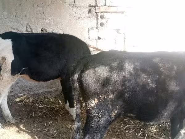 Kuh, Russian Black pied cattle
