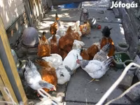 gallina danesa — foto 3