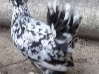 gallina danesa — foto 3
