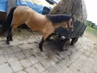 母马, Horses — 照片 4
