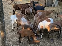 公羊, Cameroon sheep — 照片 5