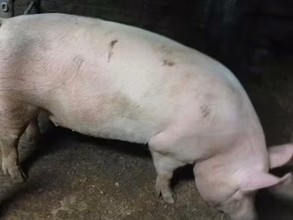 Säue, Schweine — Ungarn