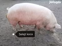 Süldőanya, Пьетрен — 3. fotó