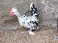 Chickens — 照片 4