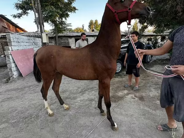 Hing, Akhal-Teke