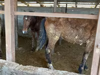 Yegua, Caballos — foto 5