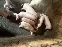 Süldőanya, Датский ландрас — 1. fotó