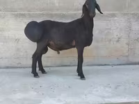公羊, Hissar sheep — 照片 3