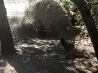 Chickens — photo 6