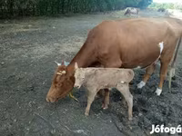 Tehén, Simmental cattle — 1. fotó