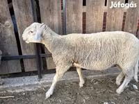 كبش, Merino sheep — الصورة 1