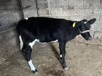İribuynuzlu mal-qara (partiya, cinsi göstərilməyib), Russian Black pied cattle — foto 6