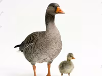Chickens — 7. fotó