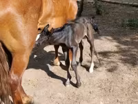 母马, Horses — 照片 1