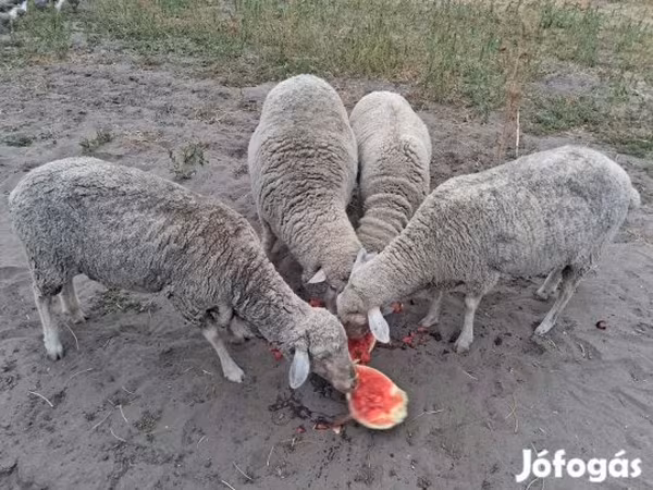 Kos, Juhok — Magyarország