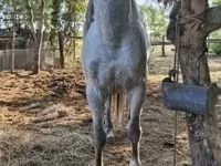 母马, Horses — 照片 5
