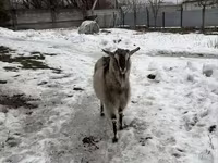 عنزة, Alpine goat — الصورة 3