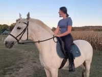 公马, Hungarian horse breed — 照片 3