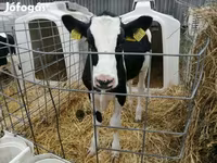 Vaca, Raza Holstein — foto 1