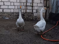 Geese — 4. fotó