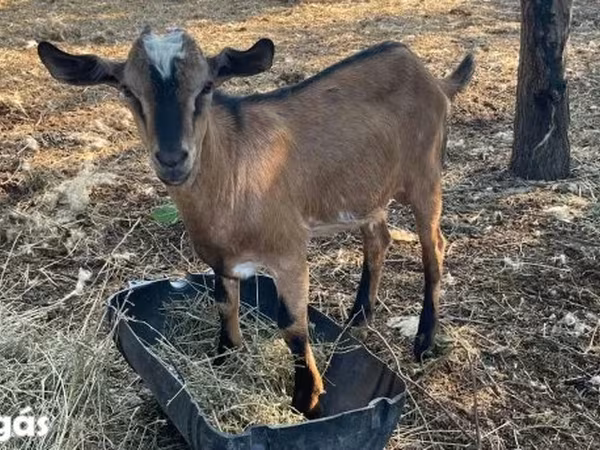 公山羊, Goats — 匈牙利